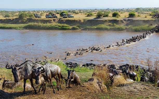 Serengeti panorama