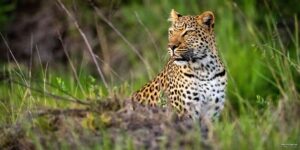 Luxury Safari Experiences