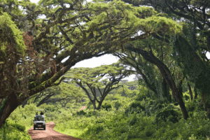 Safari in the Heart of Tanzania