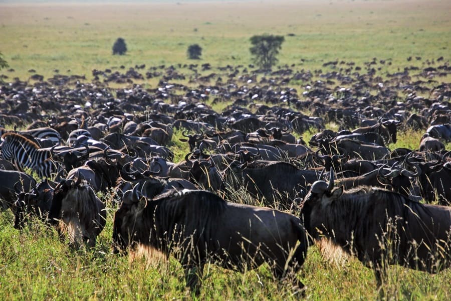 The Great Migration: Nature’s Greatest Show in the Serengeti