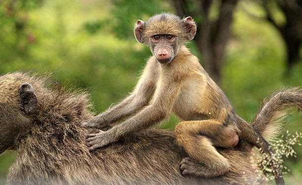 Morning Baboon Activity